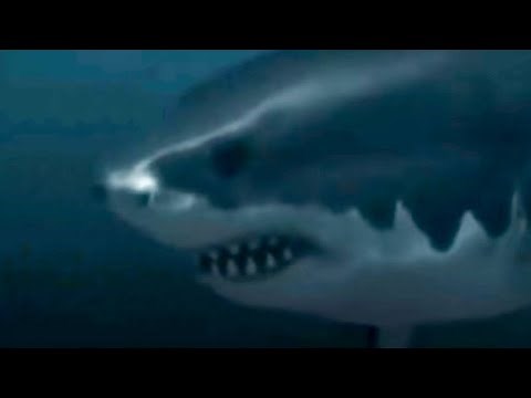 Megalodons Caught On Camera & Spotted In Real Life!