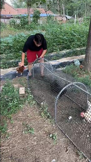 Catching a Chicken Using a Homemade Trap #hens #pets #chickenfarming #shorts #shortvideo