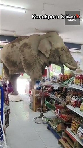 Hungry elephant squeezes himself into grocery store in Thailand, devours snacks 🐘