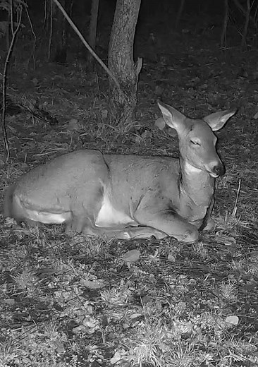 Deer sleeping. #wildlife #deer #sleep #whitetail #animals