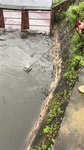 This frisbee net is incredibly effective at catching fish when the reservoir gates are opened
