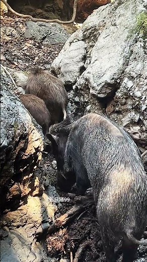 Awesome Wild Boar Walk 🧗🐗 #warthog #pig #boar #hog #viral #animal #wildpig #wildboar #wildlife