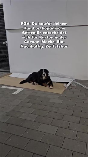 Understanding Bernese Mountain Dogs: A Complete Guide