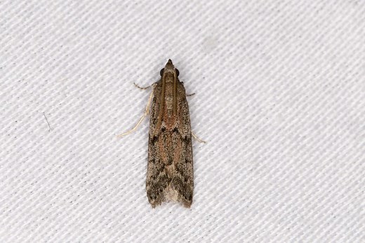 Dried Fruit Moth