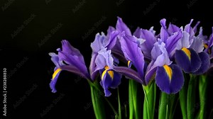 Bouquet violet fleur de lis on black background, Camera moves right. 4k