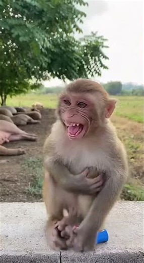 Prankster Monkey’s Hilarious Firework Surprise! 🐒💥 #FunnyAnimals #MonkeyPrank #ViralShorts
