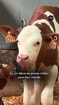 Canicule : coup de chaud pour les éleveurs d'animaux de ferme