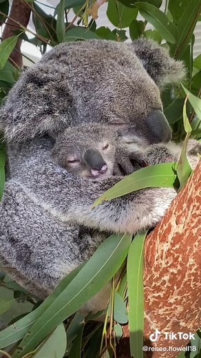 Adorable Baby Koala Hug in Australia