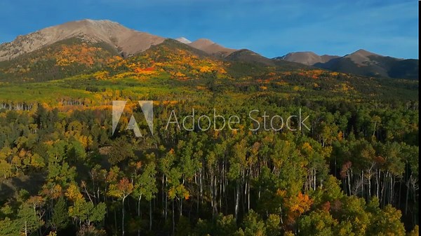 Fall autumn Aspen trees Pike San Isabel National Forest Mt Mount Shavano Tabeguache Peak wilderness Sawatch Range aerial drone Colorado Trail Buena Vista morning blue sky Rocky Mountains upwards