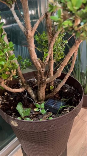 🎄 Deixe o espírito do Natal iluminar sua casa! O Pisca Pisca NATALY Solar LED transforma qualquer ambiente em um cenário mágico sem fios, sem gastos e 100% movida a energia solar! ☀️ Durante o dia ela carrega com a luz do sol e à noite brilha automaticamente, criando um espetáculo de luzes no seu jardim, varanda ou fachada. 💧 À prova d’água 🌞 Energia solar 🎁 Perfeita para o Natal e decoração o ano todo! ✨ Garanta agora o seu Pisca Pisca NATALY Solar LED e encante com uma iluminação sustentáv