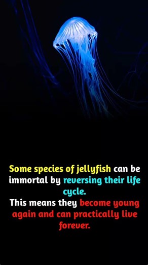 Some species of jellyfish can be immortal by reversing their life cycle .