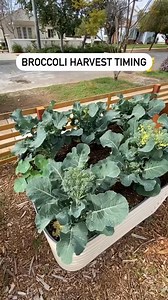 Broccoli is popping right now, some harvest tips for ya | Garden Time Tip