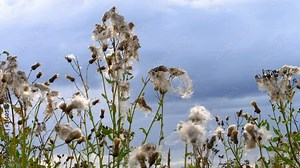 The beautiful Cirsium eriophorum or the woolly thistle plant