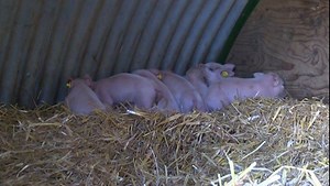 These super cute one week old piglets are helping Yorkshire academics become world leaders in pig research. The University of Leeds have their own working pig farm! | BBC Yorkshire