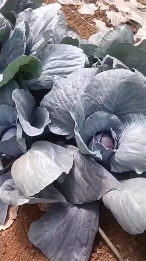 blue cabbage 🥬🥬🥬