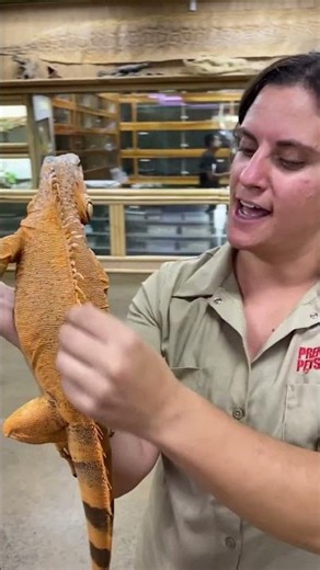 The lizard 🦎 iguana acted in a way I didn’t expect! Wow! 🤯