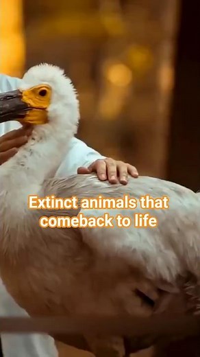 Extinct animals that returned. and others that could return soon
