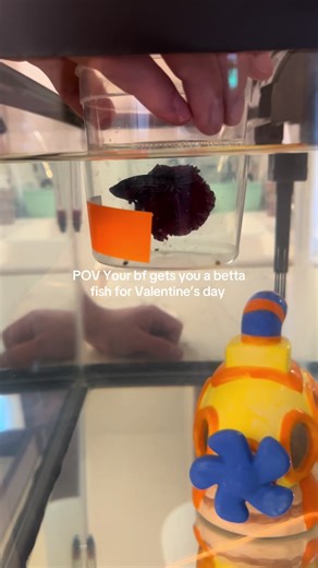 Creating a Betta Fish Oasis for Beginners