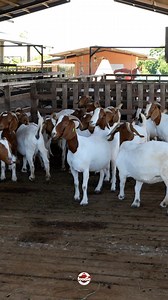185K views · 3.3K reactions |  Ever wondered what goes into goat & sheep farming in Trinidad? At Marilissa Farms, the owner breaks it all down — from the different breeds they raise, to the grasses they feed on, their mating process, and more. It’s farm life, Trini style  — full of knowledge, passion, and purpose. #trinidadandtobago #goatandsheepfarming #caribbeanfarming #agriculture #animals | Foodie Nation | Facebook