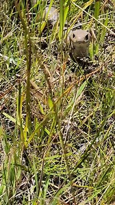 188K views · 380 reactions | I FOUND HER AGAIN! As a child, I used...