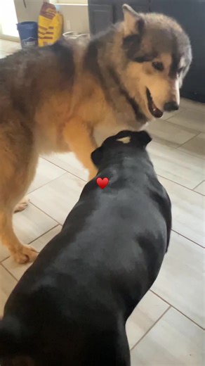 Understanding Wolves: Keeper of the Wolves Initiative