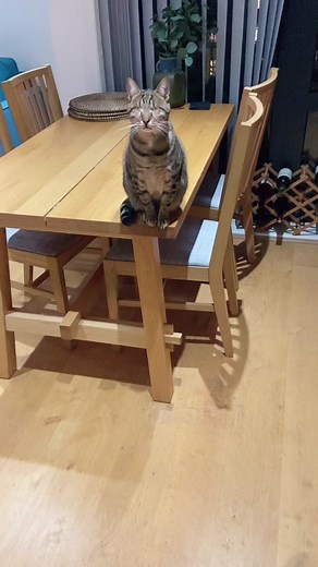 Blind Cat Meowing for Mother | Heartwarming Cat Sounds