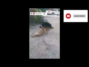 dog mating pig'🐕🔥 Wild Animal Mating | Shocking Facts About Animal Breeding!