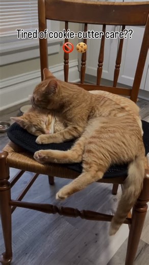 At Adapt Rehab & Chiropractic, in office care and at home exercises are created with YOUR GOALS in mind. Because recovery is not about endless banded reps or back cracks, it’s about rediscovering how to do the things that make you feel like yourself! For more information on scheduling your FREE Discovery Visit, DM me or reach out to adaptrehabchiro@gmail.com. #rehab #chiropractic #dowhatmovesyou #adapt | Josh Wald-Kerr