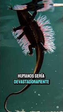 Axolotls: The Animal That Regenerates Brain and Heart Like Nothing Happened 🦎