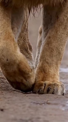 4.2K views · 5.5K reactions | These two male lions walked quite a distance that morning. Drenched, they kept walking, scent marking, rolling on the bed and occasionally shrugging water off themselves. Overall an incredible morning  Drop me a message if you wish to join me on my Tanzania tour in March  #ndutu #tanzania #lion #glidingfrogtours #theglidingfrog #wildlife | Sachin Rai Photography | Facebook