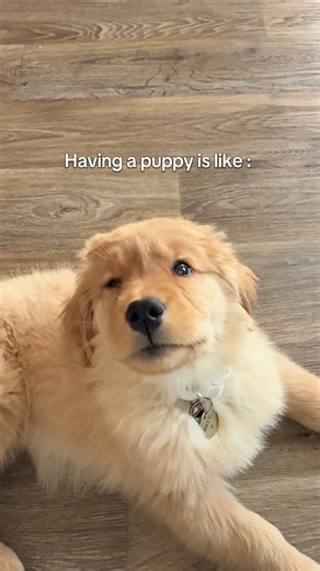 Understanding the Joys of Raising a Golden Retriever