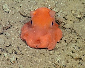An Adorable Tiny Octopus Species Could Get the Official Name 'Opisthoteuthis Adorabilis'