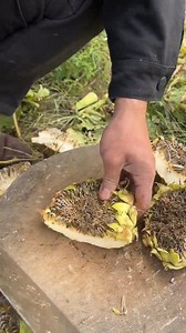 121K views · 234 reactions | Satisfying Sunflower Rapid Cutting Skills Asmr  . . . . . #SunflowerASMR #SatisfyingCuts #RapidCutting #Shorts #RelaxingSounds #NatureSatisfaction #ASMRCommunity | Amazing insight | Facebook