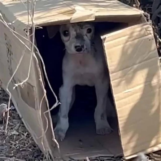 19K views · 971 reactions | A homeless puppy seeks shelter in a worn cardboard box, winning the hearts of many. This heartwarming tale highlights the resilience of animals and the strength of compassion. —[Full story in cᴑmments] | Animal Lovers | Facebook