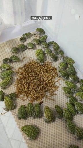 Green Army Frog Eating Insect #frog #insects #feeding #insect #bugs | Insect Forest