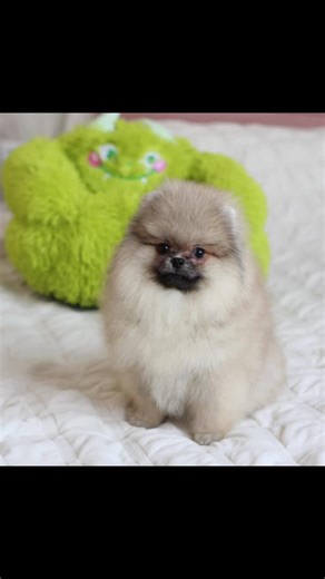 Mini Pomeranian puppy on TikTok