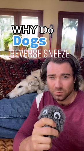 Understanding Why Dogs Reverse Sneeze