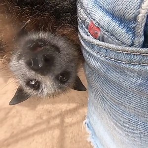 23K views · 488 reactions | Loki the rescued Flying Fox is here to...
