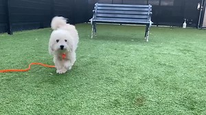 1K views · 67 reactions | ❥★❥RESCUED❥★❥ – Per OPCA’s confirmation...