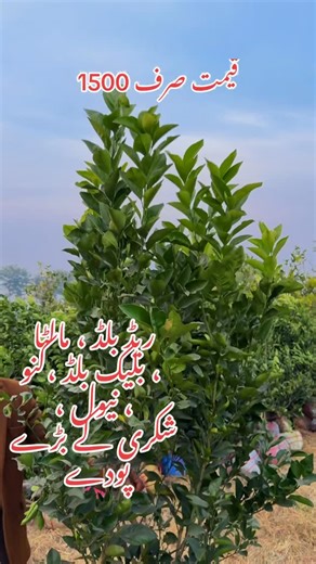Aftab Liaqat on Instagram: "All citrus verity available price 1500 #plants #leafs #garden"