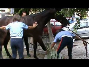 Cavallo imbizzarrito a Palermo