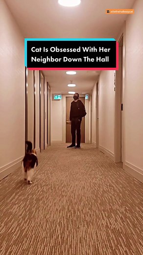 Cat falls in love with guy down the hall #cats #catsoftiktok #catlover (IG: eliethehallwaycat)
