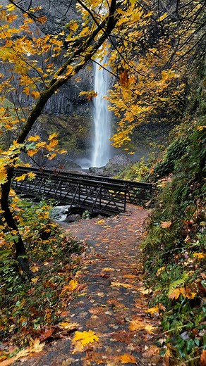 30K views · 1.5K reactions | Latourell Falls is absolutely stunning in peak autumn — golden leaves glowing, the waterfall cascading with power, and the creek flowing peacefully below. Pure autumn perfection.  #LatourellFalls #AutumnMagic #OregonBeauty | Francis Explores Nature | Facebook