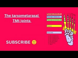 The Tarsometatarsal (TMT) joints!