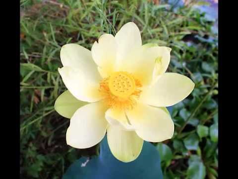 Raag for Sahasrara mp4