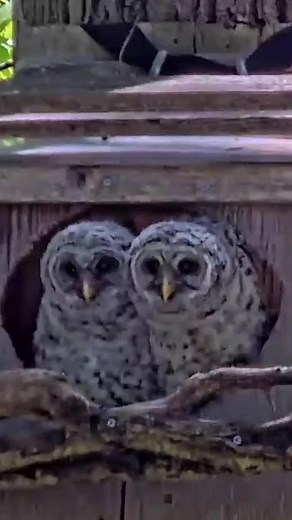 Cornell Lab Bird Cams on Instagram: "At 33 and 32 days old, Moss and Maple are prepped to leave their nest box and explore the surrounding forest at any moment! The owlets from the Barred Owl Cam could branch out anytime within the next 72 hours, so keep a close eye on the cam this weekend! Tune in live by tapping our link in bio and click the "2nd Cam" button for the Outside Cam view—you won’t want to miss their departure from the nest box!"