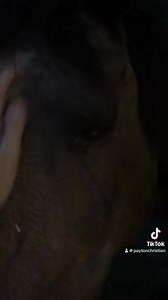 Thaddeus Part 5/6 | Christian Farms Rescue and Rehab