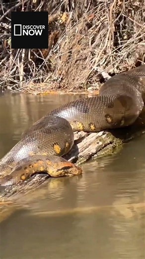 🐍 Anakondanın Av Listesi Sandığınızdan Çok Daha Büyük!