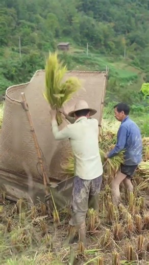 Look what they make with straw in China. Amazing #shortsfeed