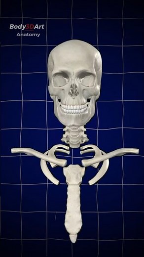 Virtual Bone Breakdown: Head & Neck Skeletal Structure in Stunning 3D